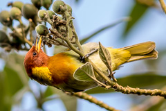 Rufous-headed Tanager