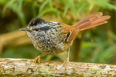 Rufous-tailed Antbird