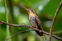 Saw-billed Hermit