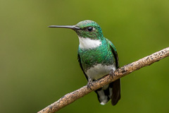 White-throated Hummingbird