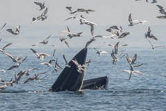 Bryde's Whale and White-winged Tern