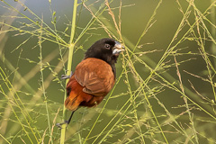 Chestnut Munia