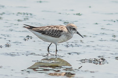 Little Stint