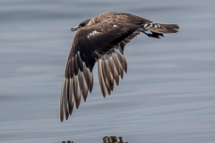 Parasitic Jaeger