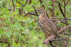 Rain Quail