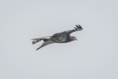 Short-toed Snake Eagle