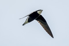 White-throated Needletail