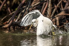 Chinese Egret