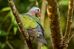 Common Emerald Dove