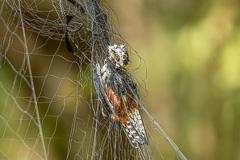 Collared Falconet