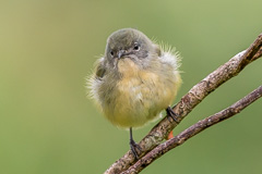 Fire-breasted Flowerpecker