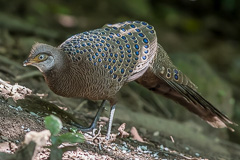 Grey Peacock-Pheasant