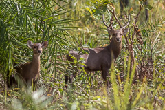 Hog Deer