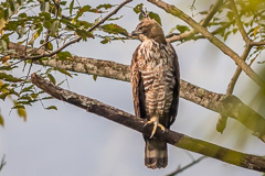 Mountain Hawk-Eagle