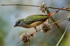 Pin-tailed Parrotfinch