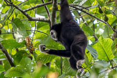 White-handed Gibbon