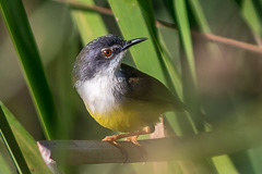 Yellow-bellied Prinia