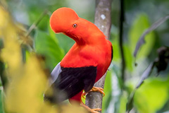 Andean Cock-of-the-rock