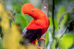 Andean Cock-of-the-rock