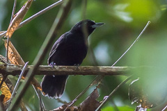 Black Bushbird