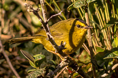 Black-crested Warbler