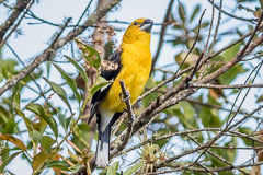 Golden Grosbeak