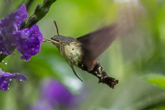 Hummingbird Hawk Moth