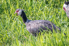 Northern Screamer