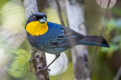 Purplish-mantled Tanager