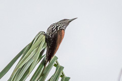 Point-tailed Palmcreeper