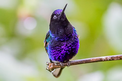 Velvet-purple Coronet