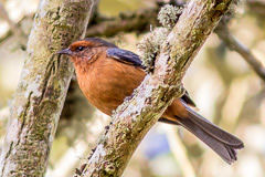 Rufous-browed Conebill