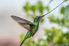 Sword-billed Hummingbird