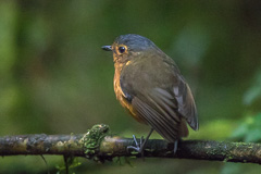 Slaty-crowned Antpitta