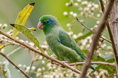 Spectacled Parrotlet