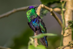 Violet-crowned Woodnymph