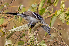 White-fringed Antwren