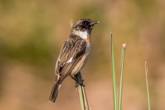 White-tailed Stonechat