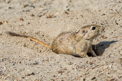 Indian Desert Jird