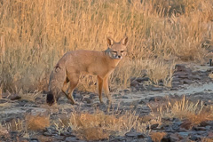 Bengal Fox