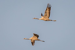 Common Crane