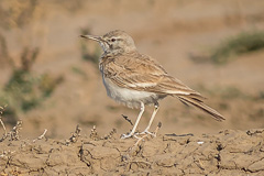 Greater Hoopoe-Lark