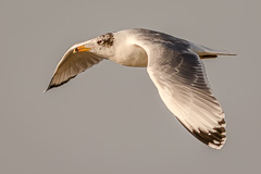 Pallas's Gull