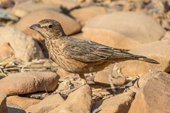 Rufous-tailed Lark