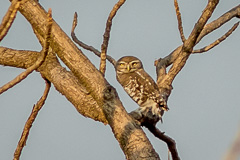 Forest Owlet