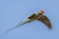 Alexandrine Parakeet