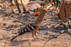 Eurasian Hoopoe