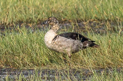 Knob-billed Duck