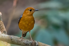 Orange-headed Thrush