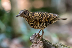 White's Thrush